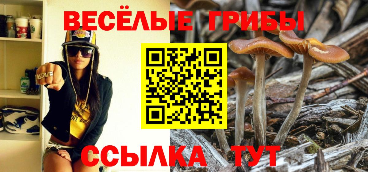 Галлюциногенные грибы Psilocybe Ноябрьск